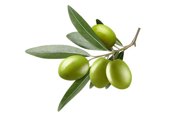 Olive branch with green olives, isolated on white background
