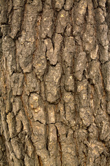 dry tree bark in the wild