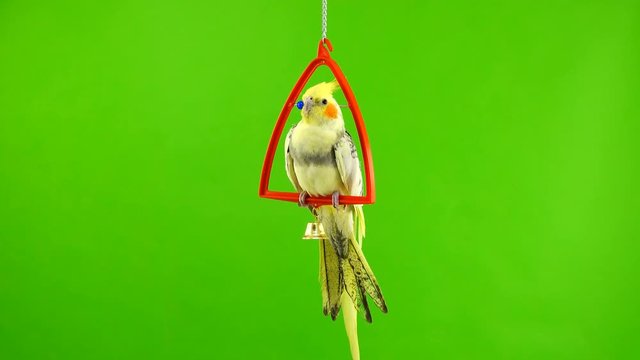 Corella parrot isolated on green screen