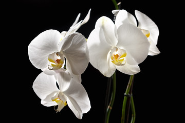 Obraz premium Orchidea na czarnym tle