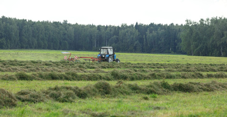 Tractor in the field collects hay