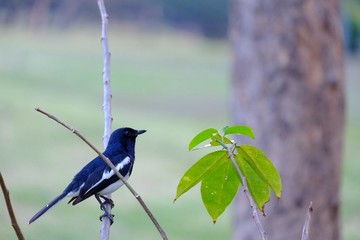 An oriental magpie robin bird sitting on a trunk tree at the park with green nature background 