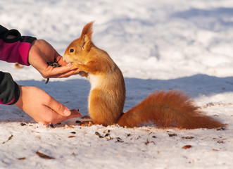 red squirrel takes food from hands in a winter park in the snow. hand feed.