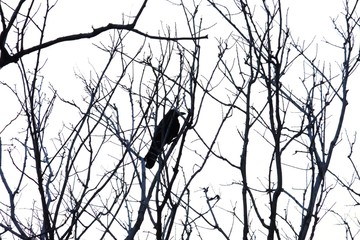 A single raven sitting on the dead tree branches in the forest with white sky background 