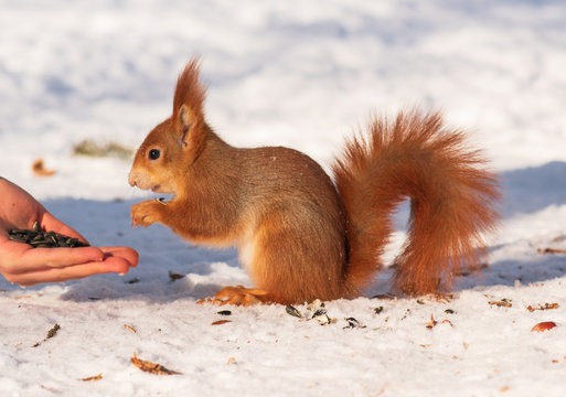 red squirrel takes food from hands in a winter park in the snow. hand feed © Anna