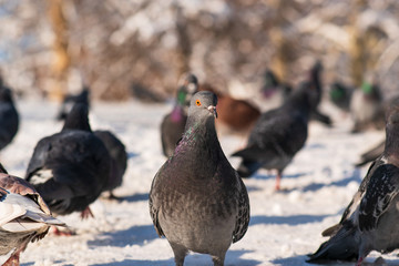 pigeons in the snow eat crumbs in the winter park. selective focus. Closeup portrait of a pigeon.