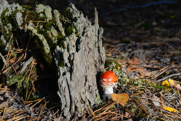 Fly-agaric. Red agaric. Amanita mushroom in a autumn forest.