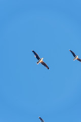 Soaring gulls in the blue sky