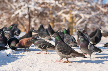 pigeons in the snow eat crumbs in the winter park