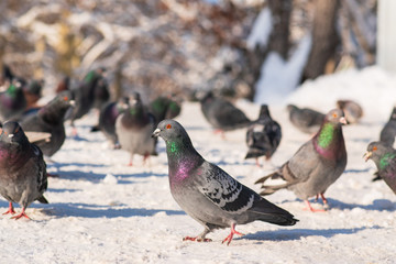 pigeons in the snow eat crumbs in the winter park. selective focus. Closeup portrait of a pigeon.