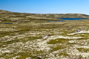Tundra landscape in the north of Russia