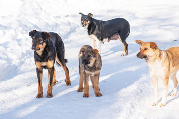 stray dog that lives on the street mongrel in the snow. Hungry dog pack. selective focus.