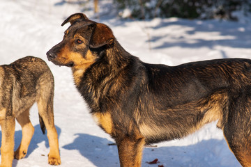 stray dog that lives on the street. dogs are asking for food.  mongrel in the snow
