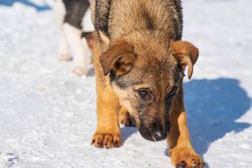Naklejka premium stray dog that lives on the street mongrel in the snow