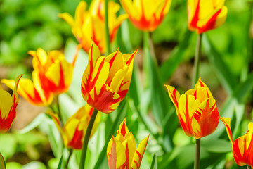 Field of yellow and red tulips. Flower background. Summer garden landscape