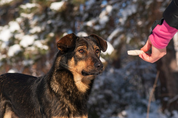 stray dog that lives on the street mongrel in the snow. Hungry stray puppy takes bread out of hand