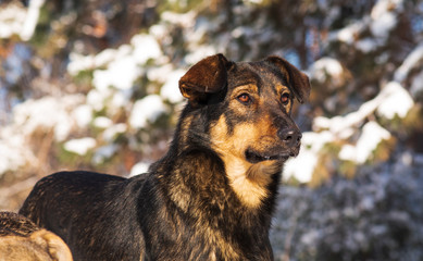 stray dog that lives on the street mongrel in the snow