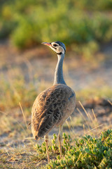 White bellied Bustard, Eupodotis senegalensis, Amboseli, Kenya, Africa.