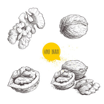 Hand drawn sketch style walnuts set.  Single whole, half and walnut seed. Eco healthy food vector illustration. Isolated on white background. Retro style.