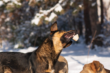 stray dog on the fly catches a piece of bread. mongrel in the snow