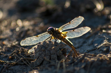 Dragonfly sitting on the pinecone.