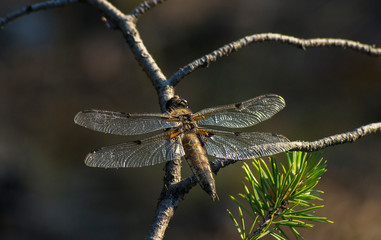 Dragonfly sitting on a branch of pine.
