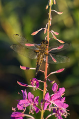 Dragonfly sitting on a blooming willow-herb.