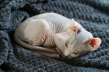 Obraz premium Sleepy Sphynx kitten