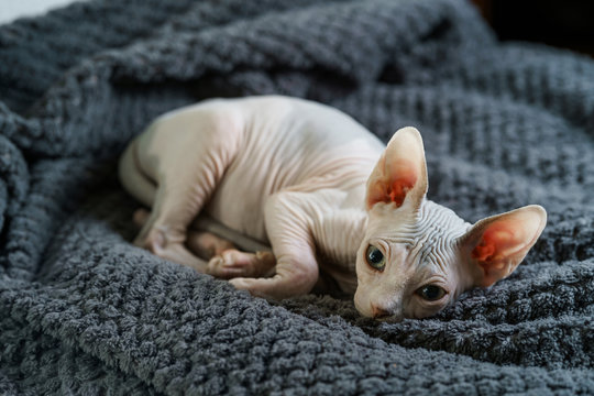 Cute Hairless Kitten On Blanket