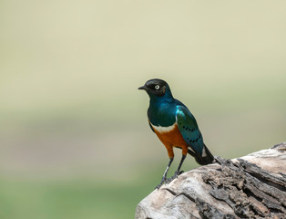 Fototapeta premium Superb starling, Lamprotornis superbus, Maasai Mara, Kenya, Africa.