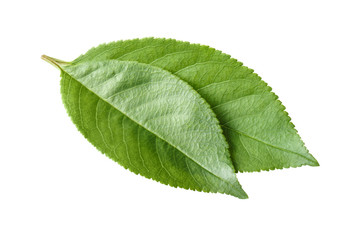 Fototapeta premium Two green leaves, isolated on white background