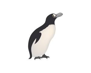 African penguin on the white background.