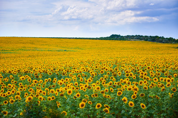 Fototapeta premium Pole słoneczników. Piękny letni krajobraz.