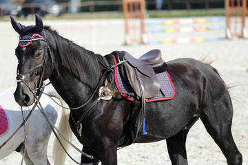 Fototapeta na wymiar Close up of a sport saddle on equestrian event