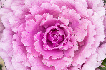 Blurred for Background.Natural fresh purple cabbage (Ornamental Kale) with dew drops for texture.