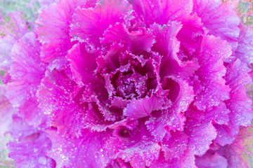 Obraz premium Blurred for Background.Natural fresh purple cabbage (Ornamental Kale) with dew drops for texture.