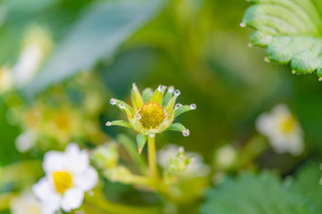 いちご農家のビニールハウス