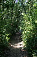 Passage entre garrigue et foret sur le GR6