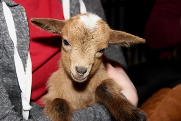 ADORABLE BABY GOAT