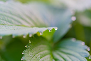 いちご農家のビニールハウス