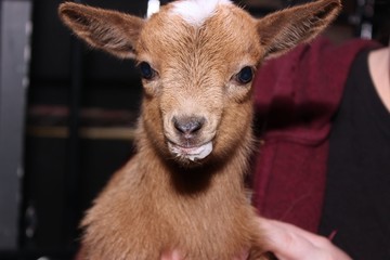 ADORABLE BABY GOAT
