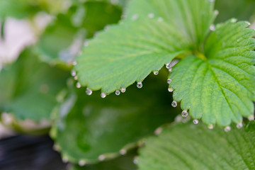 いちご農家のビニールハウス