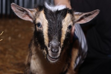 ADORABLE BABY GOAT