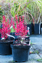 Berberis thunbergii Powwow trees with red leaves in pots