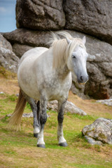Obraz na płótnie Canvas Dartmoor Pony near Saddle Tor, Dartmoor, Devon, UK