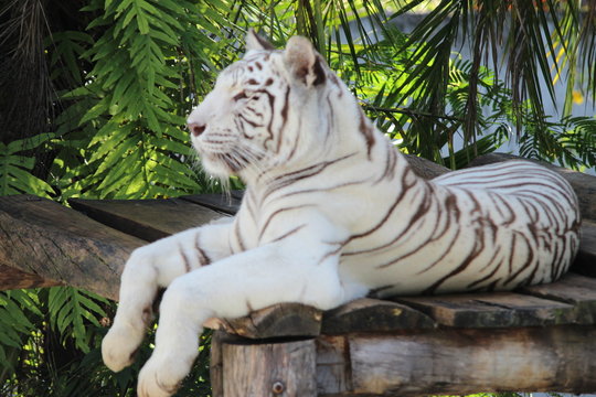 tigre de bengala
