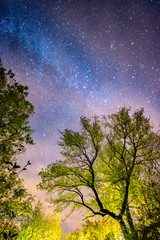 Fototapeta na wymiar Trees and stars at night