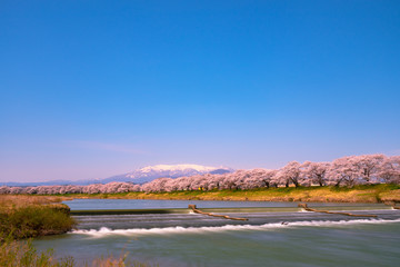 Shiroishi River 1000 Cherry Blossoms at a Glance ( Shiroishigawa-tsutsumi Hitome Senbonzakura )