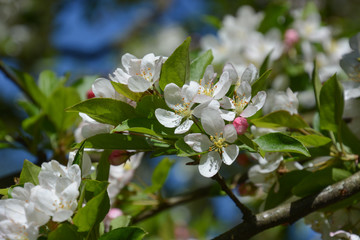 Apfelbaumblüte