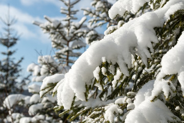 冬素材　積雪の木